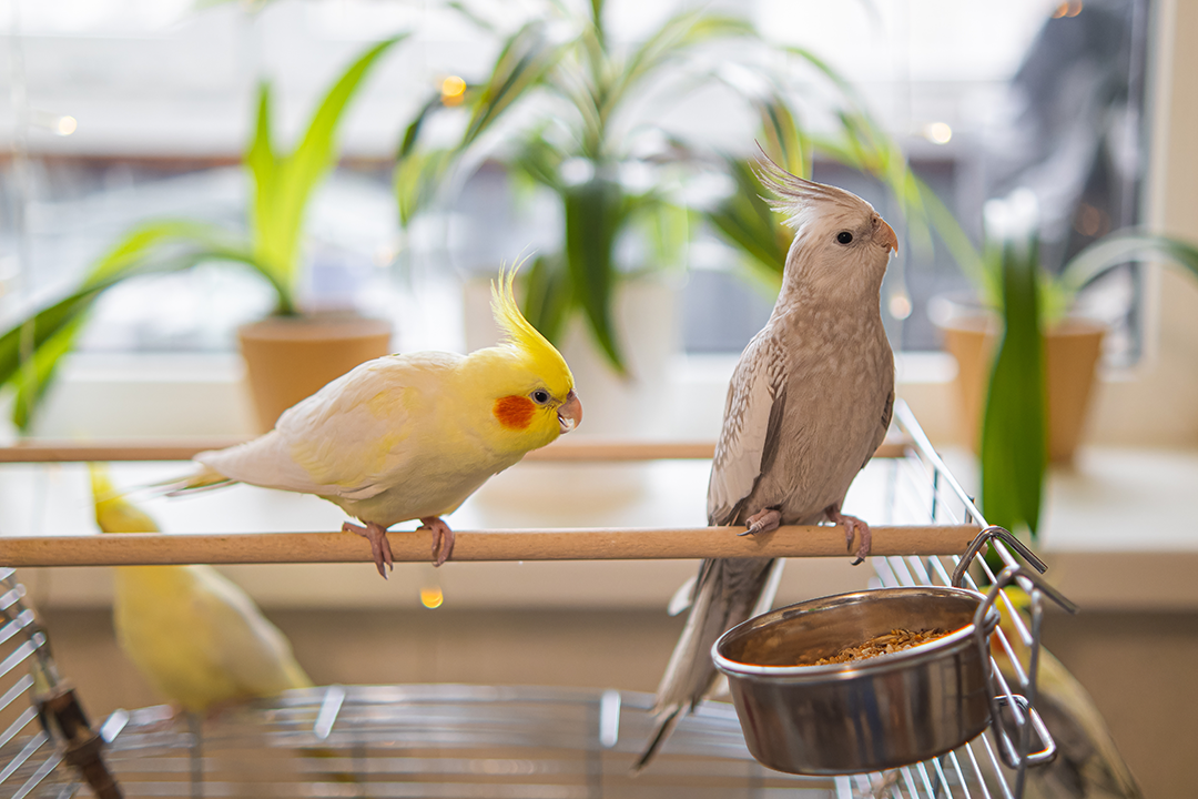 two pet birds in a home