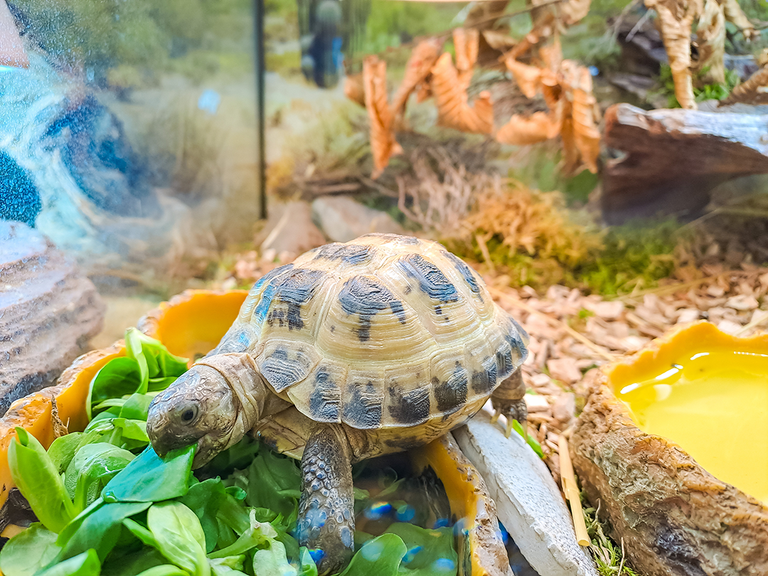 pet tortoise eating at home