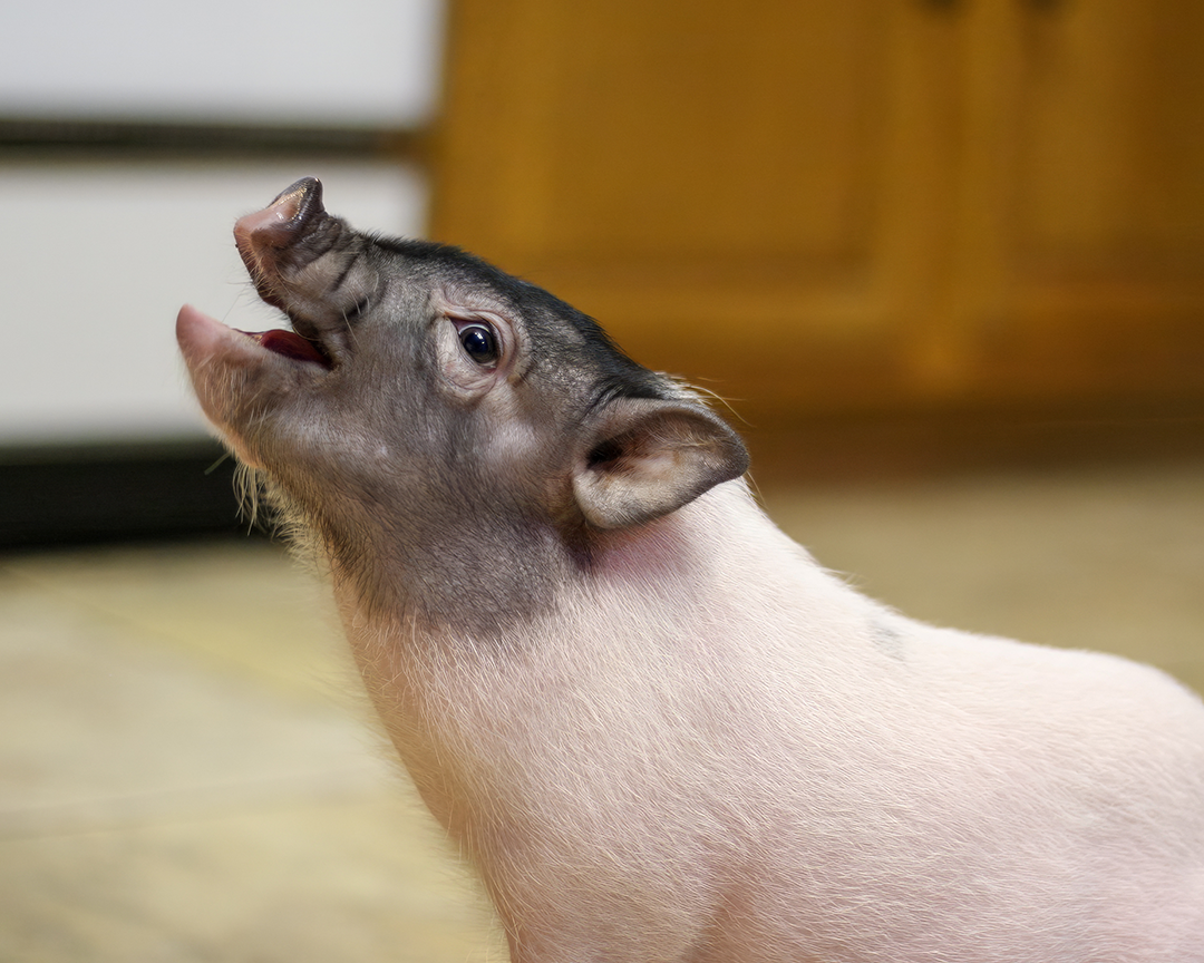 pet pig in kitchen